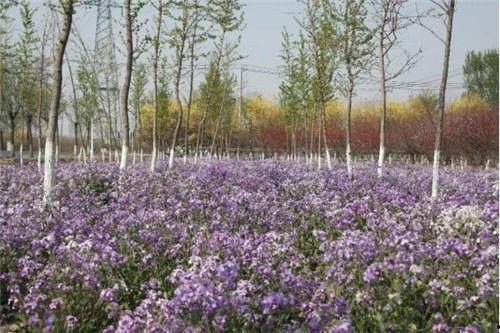 季春华明星,春日绽放的影视新星