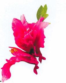 花非花的写作背景,穿越时空的奇幻爱情传奇