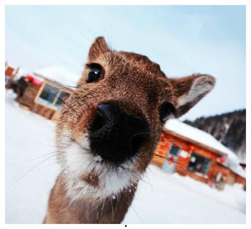 关爱傻狍子表情包,传递关爱与欢乐的温暖瞬间