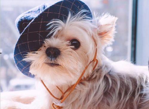 养狗狗搞笑文案,萌宠界的欢乐源泉